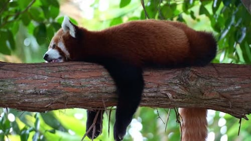 Close up shot of a sleepy red panda (Ailurus fulgens) resting and lazing on a tree branch, slowly