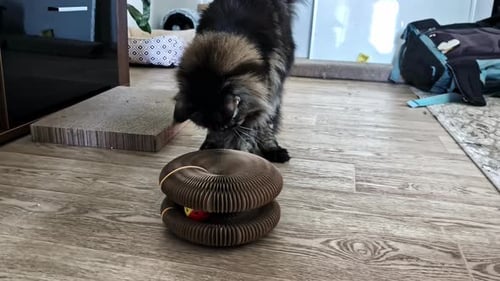 Fluffy cat curiously engages with toy ball in modern indoor home setting
