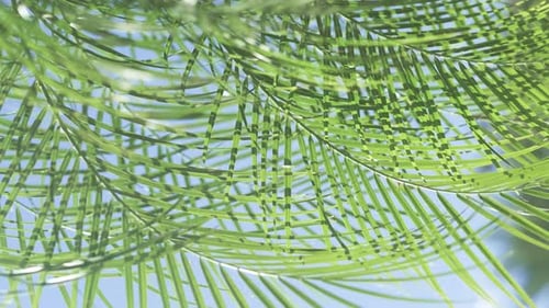 Green Palm Leaves Foliage Over Blue Sky on Tropical Jungle Island Summer Vibe Traveling to Warm