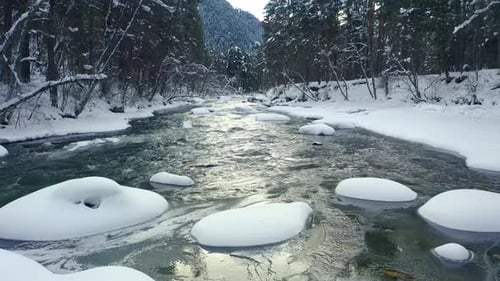 Beautiful snow scene forest in winter. Flying over of river and pine trees covered with snow.