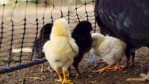 Close up of small chickens inside a cage.