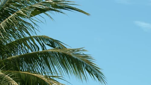 Palm Trees Waving in Breeze on Tropical Beach