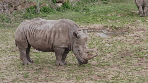 Südliches Breitmaulnashorn (Ceratotherium simum simum).