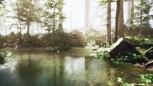 Small Pond Surrounded By Trees in Forest