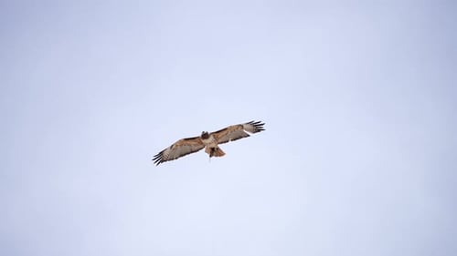 Hawk Soaring with Prey in the Pale Blue Sky