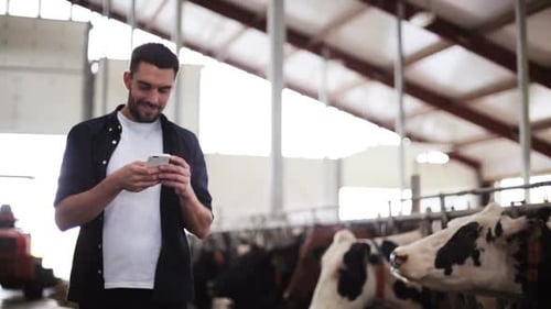 Man Uses Phone Near Cattle in Barn