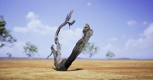 Rotating View of Dry Tree Stump in Desert Landscape