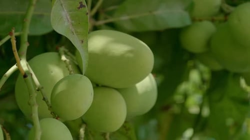 Ripe Mango on Tree – Exotic Tropical Orchard