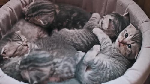 Newborn Kittens Sleeping in a Basket