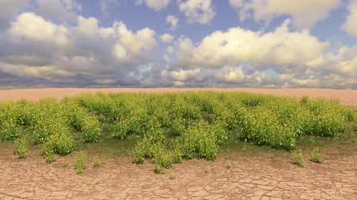 Animation of Dry Earth Transforming into a Lush Green Field