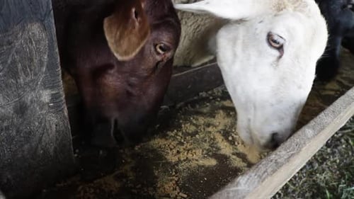 Group of Goats Eating Feed at Farm