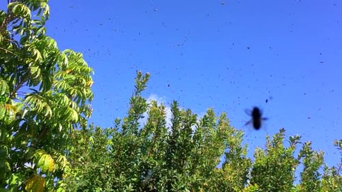 Swarm of bess up close, 3, migrating to residential tree, HD