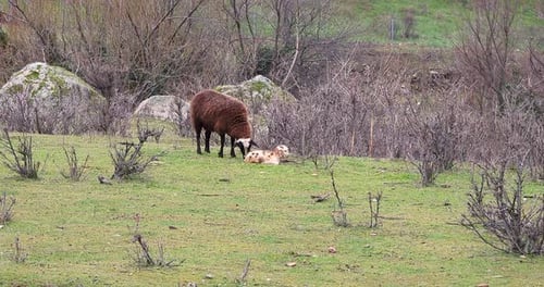 sheep and lamb on countryside winter morning with snow flakes falling
