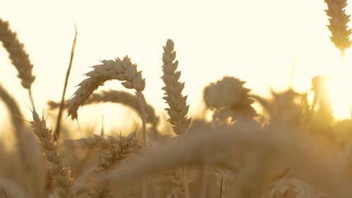 Ripe Wheat Field at Sunset Close Up Ears Wheat Large Grain Harvest of Cereal