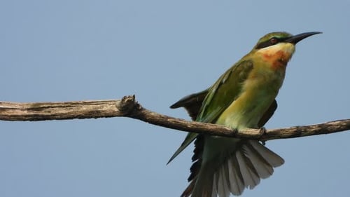 Vibrant Bird Perched and Preening on Branch