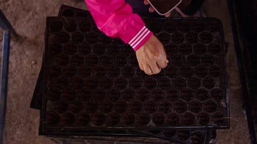 Top View of a Woman Hands Placing Seeds in Holes