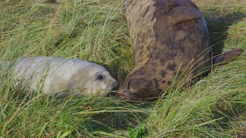 Breeding season for Atlantic Grey seals, newborn pups with white fur, mothers nurturing and bonding