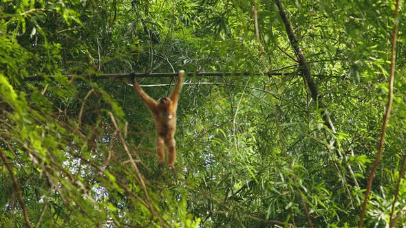 Capuchin monkey swinging through trees in tropical rainforest, Nature ...