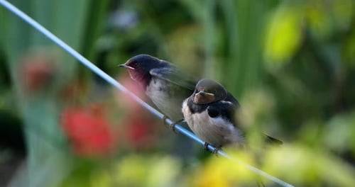 Barn swallows (Hirundo rustica) feeding chicks, Southern France