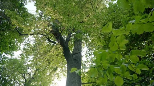 Árvores decíduas altas no parque, vista de baixo