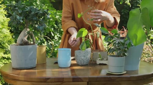 Summer Gardening Woman Transplanting Plants Into New Flowerpot in Back Yard Garden