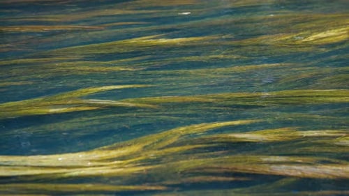 Ruhige Flussoberfläche mit Unkraut, das im Bach weht