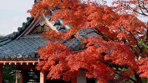 Japanese Temple Surrounded by Red Autumn Foliage