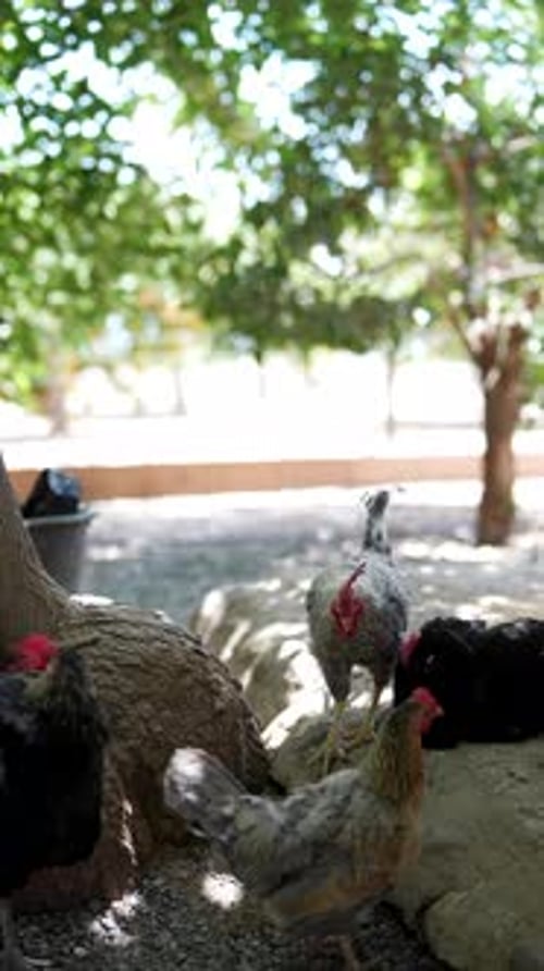 Chickens Resting in the Shade of a Tree