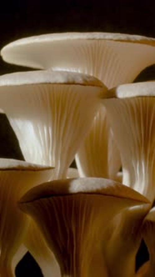 Oyster Mushrooms Close Up Vertical