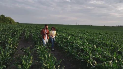 Standing, conception of quality control. Man and woman are on the corn agricultural field.