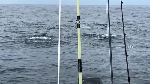 Fishing rods on a Cedros Island boat with serene ocean views during fishing activity