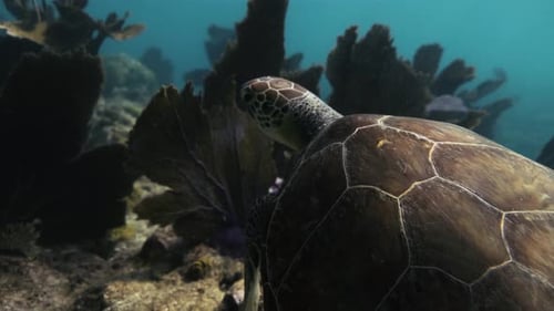 Sea Turtle swimming though the ocean close to the camera at bright sunlight