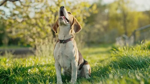 Training Beagle Dog on Green Fresh Grass Beautiful Dog Listening Command to Sit