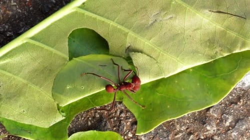 Fleißige rote Ameise, die ein großes grünes Blatt in der Natur trägt