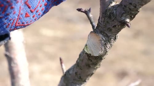 376 Gartenarbeit. Abschmieren von Zweigen von Obstbäumen. Der Beruf eines Gärtners.