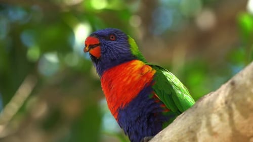 Blick nach oben auf einen australasiatischen Papagei mit leuchtendem Gefieder, wilder Regenbogenlori, der auf einem Baum sitzt