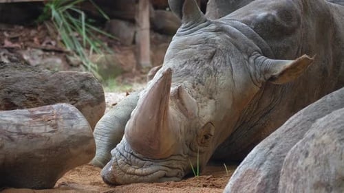 Ein altes trauriges Nashorn liegt und sieht gelangweilt aus