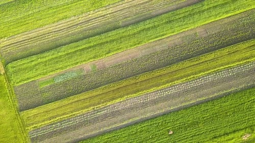 Aerial View of Green Agriculture Fields in Spring with Fresh Vegetation After Seeding Season