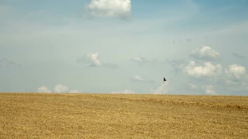 Landscape with Golden Wheat Field Under Blue Sky and Clouds