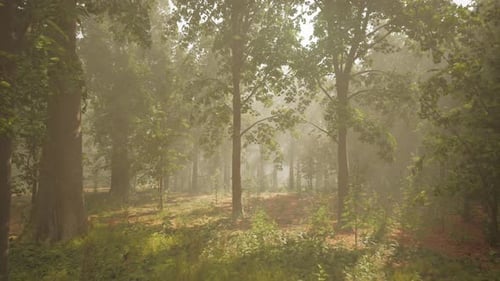 Panoramic View of the Majestic Evergreen Forest in a Morning Fog