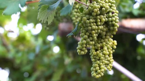 Uvas para vinho verde em vinhedo
