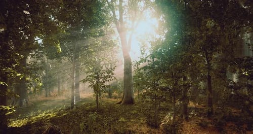 Sunlight Streaming Through Trees in a Serene Forest During Early Morning