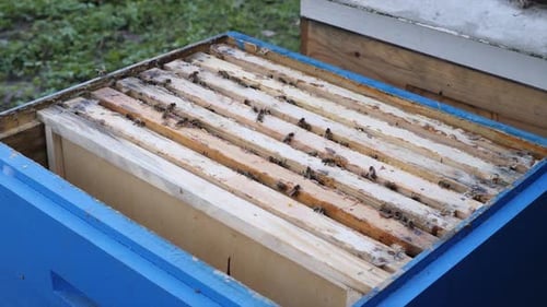 121p. Bees on frames. An open beehive. Apiculture.