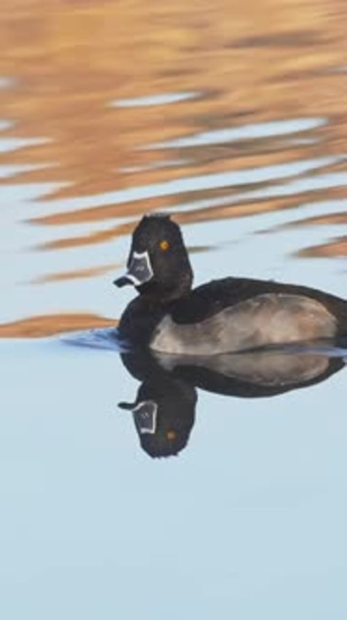 Vidéo verticale sur un canard à cou annelé sur un étang
