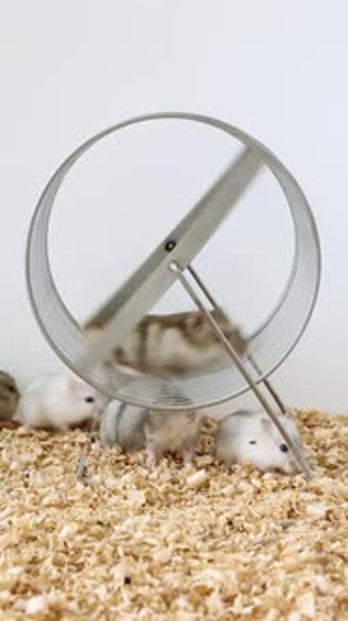 Hamster Running on a Wheel, Wood Shavings
