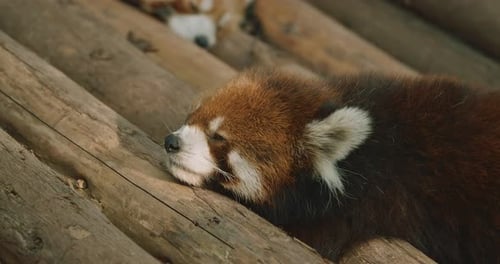 Red Panda Sleeping on Wood Logs in Sunlight