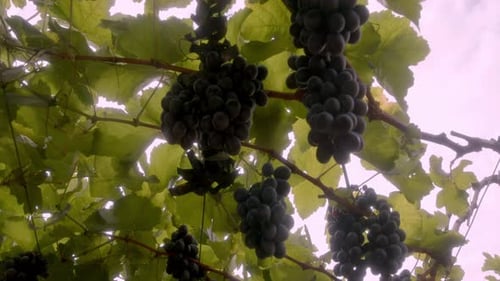 Lush Grapes Hanging on Vine in Vineyard