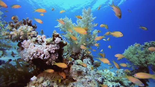 Coral Reef With Vibrant Fish Swimming