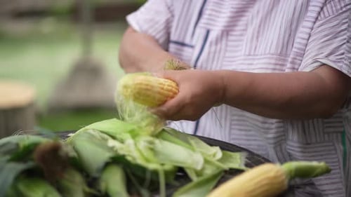 Hands Husking Yellow Corn in Outdoor Setting
