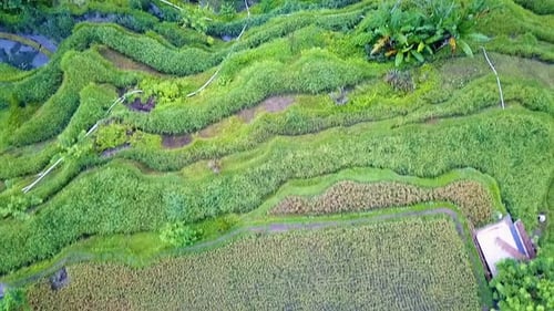 Drone flying straight down over Tegalalang Rice Terraces